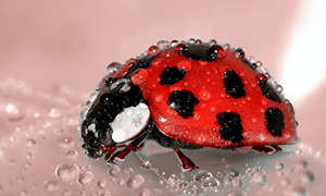 ladybug 1036453 640