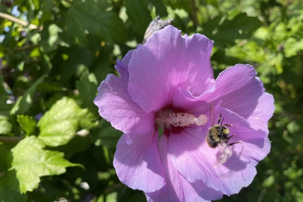 bonmassar-fabienne-abeille-hibiscusFBD68C20-86A8-8C5D-B63E-C0680ACE3A58.jpg