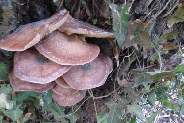 biname-jean-yves-champignons5B6D4D27-BF6F-1522-EA32-B08A8E405F86.jpg