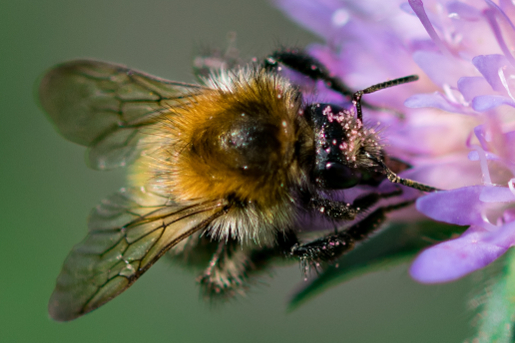 bee echelle2